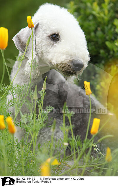 Bedlington Terrier Portrait / KL-15475