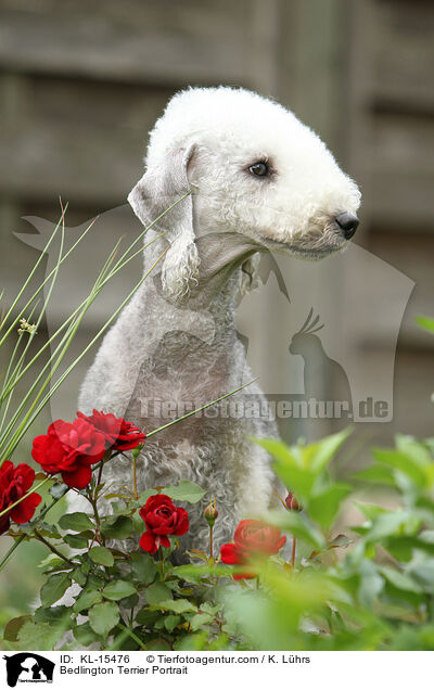 Bedlington Terrier Portrait / KL-15476