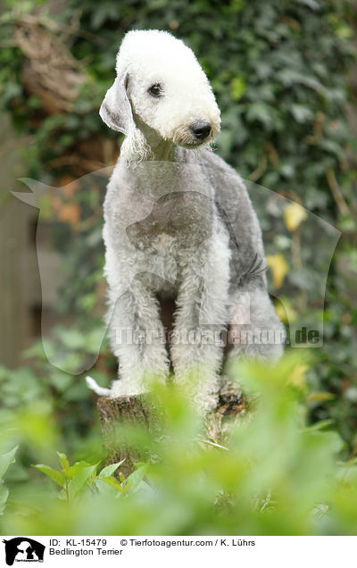 Bedlington Terrier / KL-15479