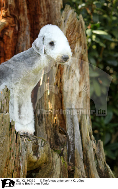sitting Bedlington Terrier / KL-16366