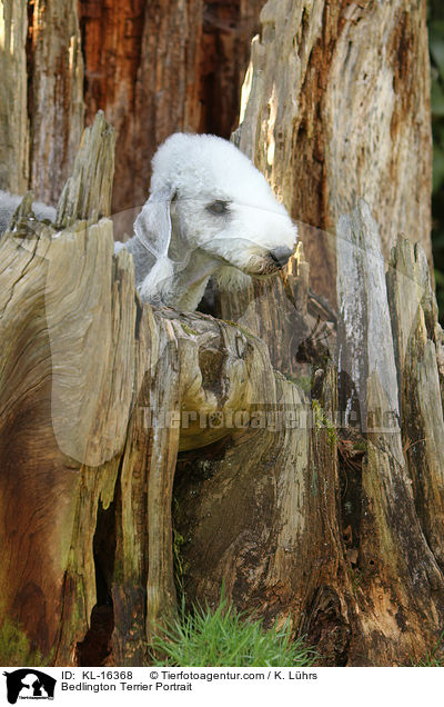 Bedlington Terrier Portrait / KL-16368