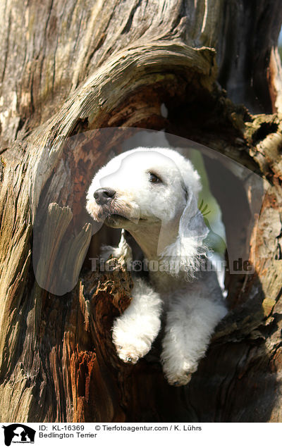 Bedlington Terrier / KL-16369