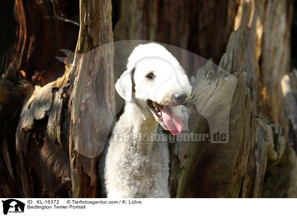 Bedlington Terrier Portrait / Bedlington Terrier Portrait / KL-16372