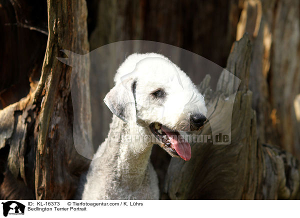 Bedlington Terrier Portrait / KL-16373