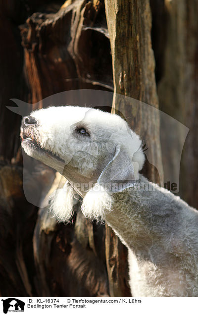 Bedlington Terrier Portrait / KL-16374