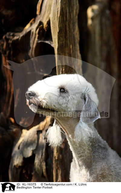 Bedlington Terrier Portrait / KL-16375