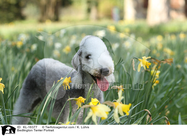 Bedlington Terrier Portrait / KL-16377