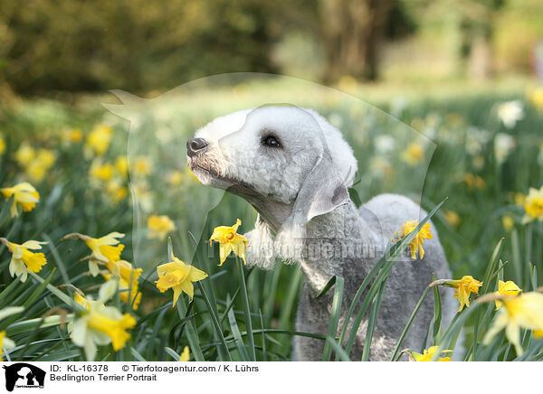 Bedlington Terrier Portrait / KL-16378