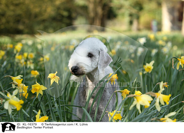 Bedlington Terrier Portrait / KL-16379