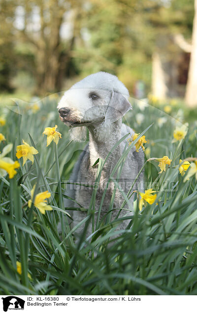 Bedlington Terrier / KL-16380