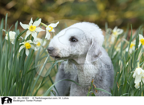 Bedlington Terrier Portrait / Bedlington Terrier Portrait / KL-16383