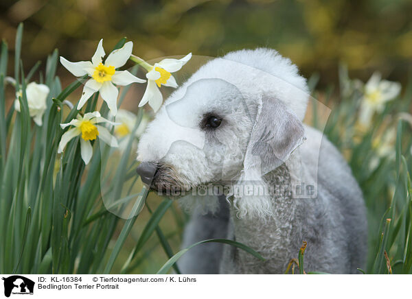 Bedlington Terrier Portrait / KL-16384
