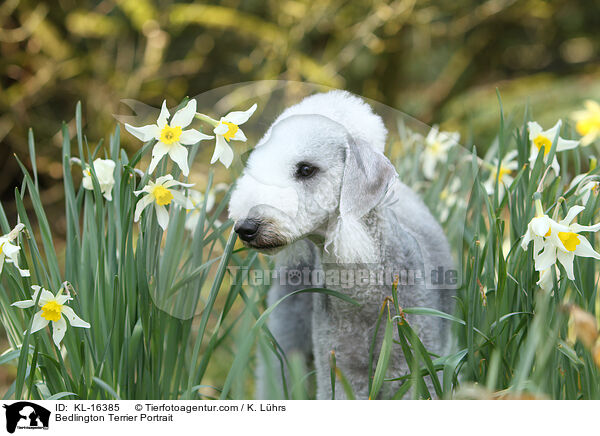 Bedlington Terrier Portrait / KL-16385
