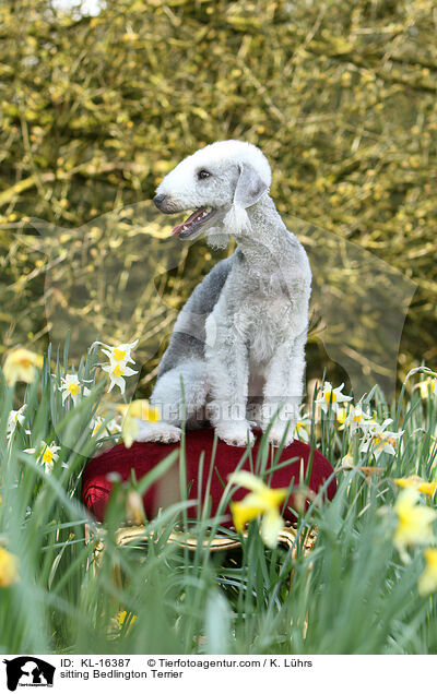 sitzender Bedlington Terrier / sitting Bedlington Terrier / KL-16387