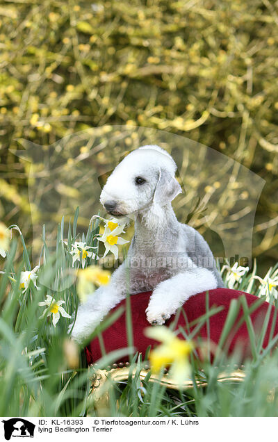 liegender Bedlington Terrier / lying Bedlington Terrier / KL-16393