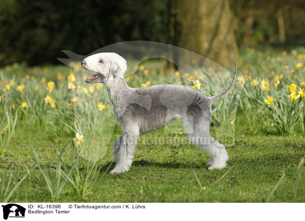 Bedlington Terrier / KL-16396