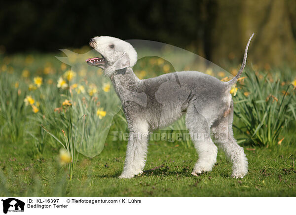 Bedlington Terrier / Bedlington Terrier / KL-16397