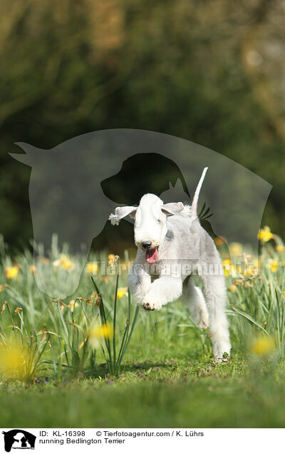 running Bedlington Terrier / KL-16398