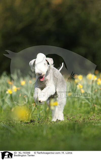Bedlington Terrier / Bedlington Terrier / KL-16399