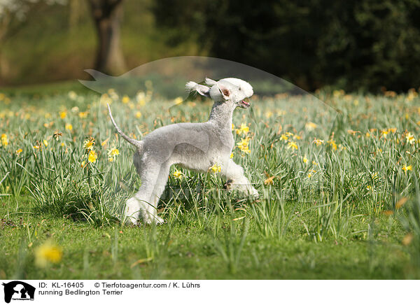 running Bedlington Terrier / KL-16405