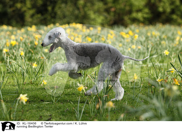 rennender Bedlington Terrier / running Bedlington Terrier / KL-16406