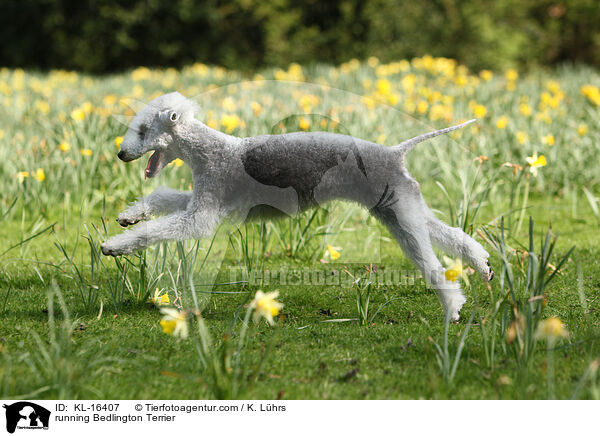 running Bedlington Terrier / KL-16407