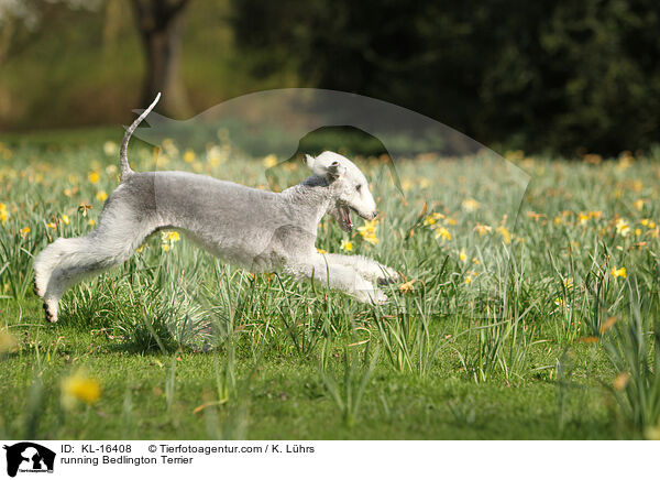 running Bedlington Terrier / KL-16408