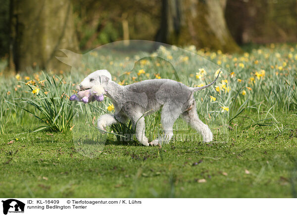 running Bedlington Terrier / KL-16409