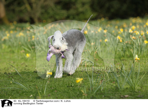running Bedlington Terrier / KL-16410