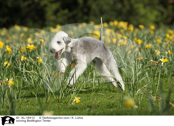 running Bedlington Terrier / KL-16412