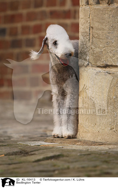 Bedlington Terrier / Bedlington Terrier / KL-16413