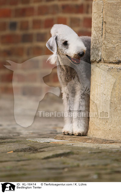Bedlington Terrier / KL-16414