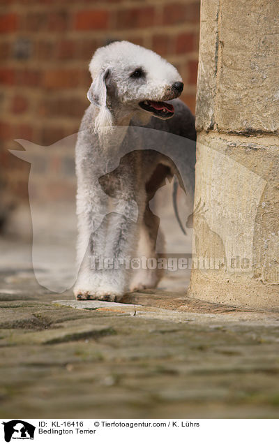 Bedlington Terrier / KL-16416