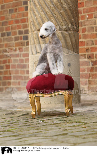 sitting Bedlington Terrier / KL-16417