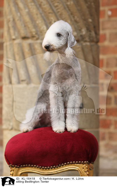 sitting Bedlington Terrier / KL-16418