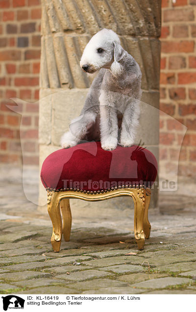 sitting Bedlington Terrier / KL-16419