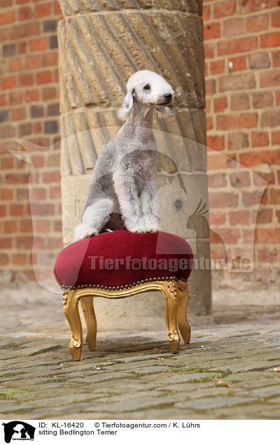 sitting Bedlington Terrier / KL-16420