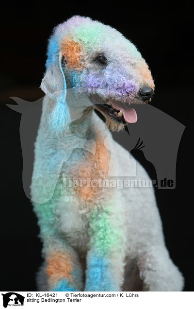 sitting Bedlington Terrier / KL-16421