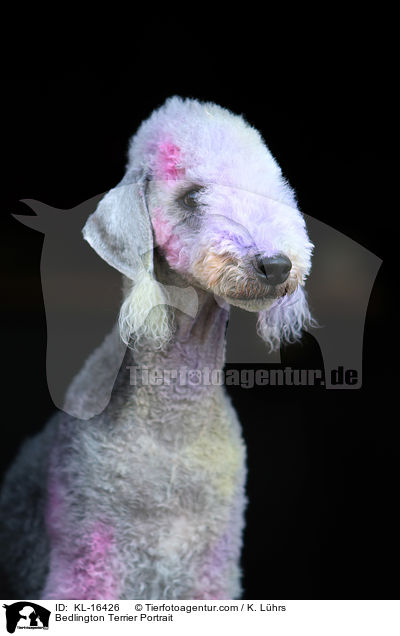 Bedlington Terrier Portrait / KL-16426