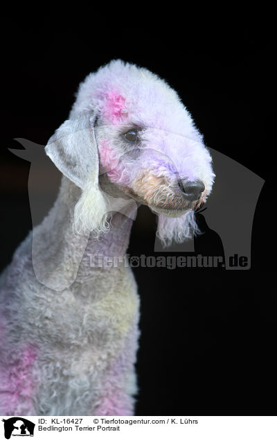 Bedlington Terrier Portrait / KL-16427