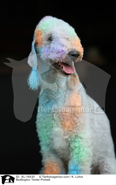 Bedlington Terrier Portrait / Bedlington Terrier Portrait / KL-16430
