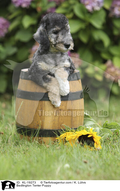 Bedlington Terrier Welpe / Bedlington Terrier Puppy / KL-19273