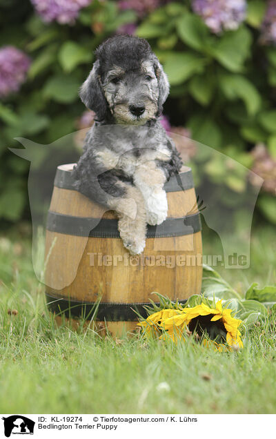 Bedlington Terrier Welpe / Bedlington Terrier Puppy / KL-19274