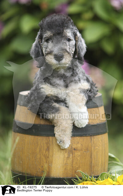 Bedlington Terrier Puppy / KL-19275