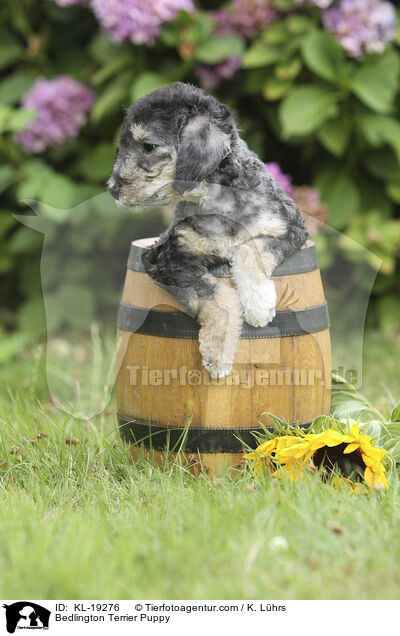 Bedlington Terrier Welpe / Bedlington Terrier Puppy / KL-19276