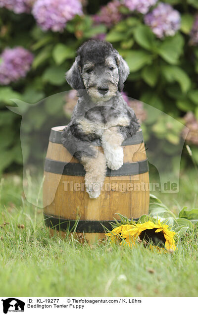 Bedlington Terrier Welpe / Bedlington Terrier Puppy / KL-19277