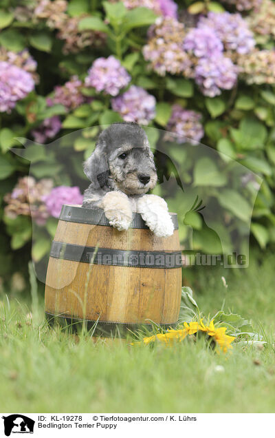 Bedlington Terrier Welpe / Bedlington Terrier Puppy / KL-19278