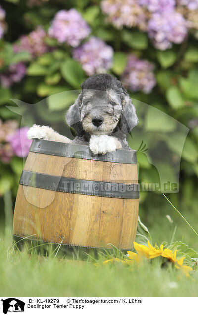 Bedlington Terrier Welpe / Bedlington Terrier Puppy / KL-19279