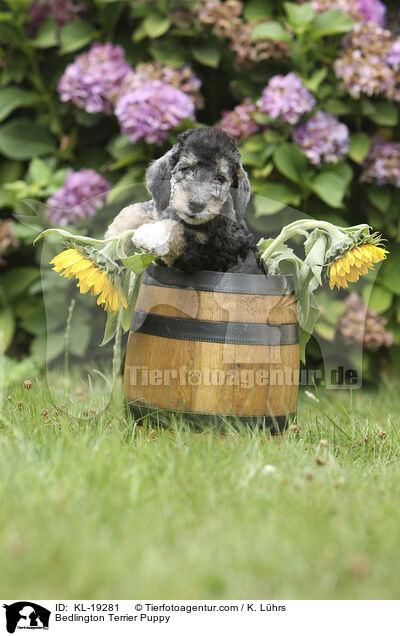 Bedlington Terrier Welpe / Bedlington Terrier Puppy / KL-19281