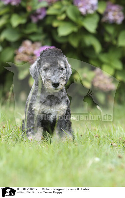 sitzender Bedlington Terrier Welpe / sitting Bedlington Terrier Puppy / KL-19282